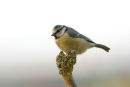 06-8665 Blue Tit (Parus caeruleus)